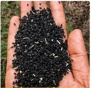 Black Cumin Seed